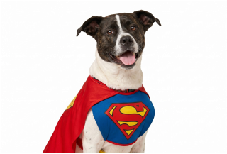 Disfraces de Superman Para Perros